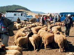 Baisse significative des prix du mouton