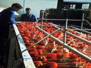 Crédits pour la filière tomate industrielle: Rencontre régionale d'explication à Annaba