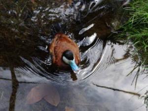 Planète - Le lac Tonga, un nid douillet pour les oiseaux