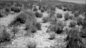 El-Bayadh - L'écosystème steppique en question