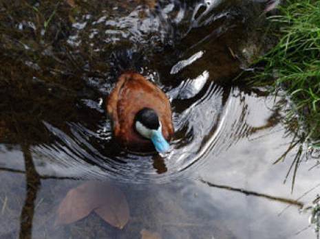 Planète - Le lac Tonga, un nid douillet pour les oiseaux