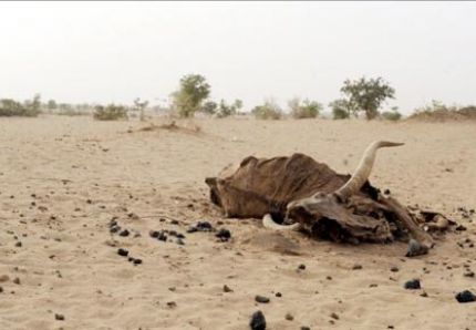 Planète - Niger: Un million de personnes dans l'insécurité alimentaire