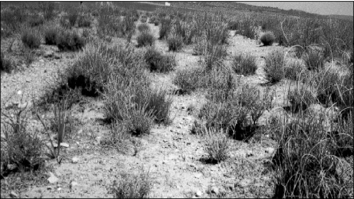 El-Bayadh - L'écosystème steppique en question