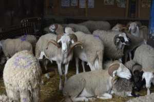 فتح 05 نقاط لبيع الأضحية تحسبا لعيد الأضحى بسيدي بلعباس