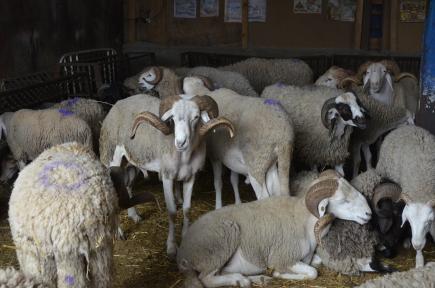 فتح 05 نقاط لبيع الأضحية تحسبا لعيد الأضحى بسيدي بلعباس