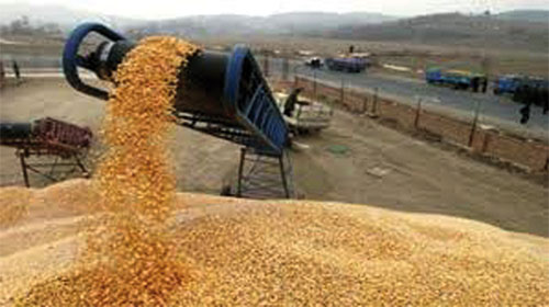 Plus de 186 000 quintaux de céréales stockés