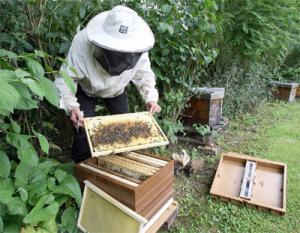 Skikda - Une formation en apiculture pour les femmes rurales