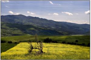 Souk Ahras - Les espaces forestiers squattés