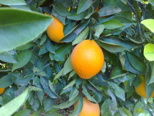 Béjaïa - Les agrumiculteurs réclament de l'eau