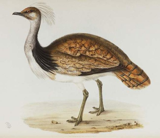 El Bayadh - L'outarde houbara: Un oiseau devenu précieux comme le diamant