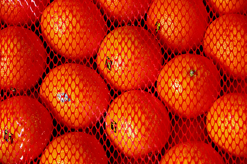 Chlef - La fête des oranges revient