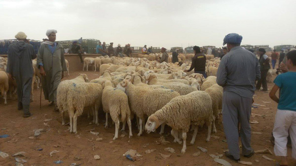 تدني رهيب لأسعار الماشية بالنعامة أوقع المربين في حرج