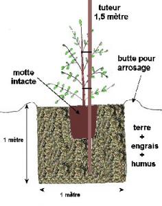 Sidi Bel Abbès - Place à l'oléiculture