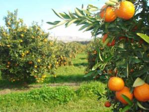 Chlef - Promotion agricole à Medjadja: L'expérience réussie d'un investisseur privé