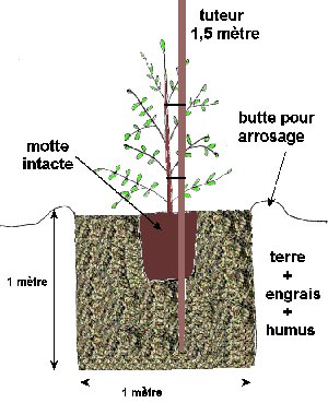 Sidi Bel Abbès - Place à l'oléiculture