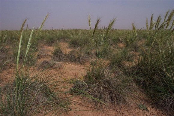 El-Bayadh - La lutte contre la désertification s'intensifie