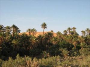 Béchar. Les sels qui tuent les palmiers d' Igli