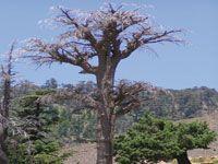 Batna - Dépérissement du cèdre de l'Atlas