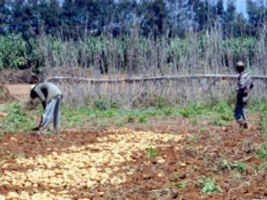 Blida - Métiers de l'agriculture et de l'environnement: L'Insfp dépassé par la demande