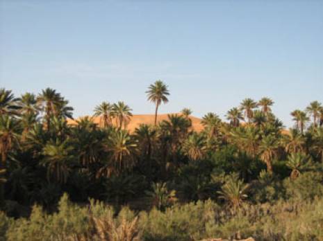 Béchar. Les sels qui tuent les palmiers d' Igli