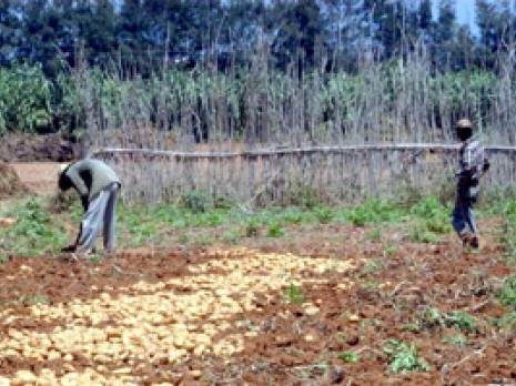Blida - Métiers de l'agriculture et de l'environnement: L'Insfp dépassé par la demande