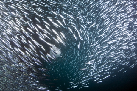 Ténès - La sardine toujours plus chère