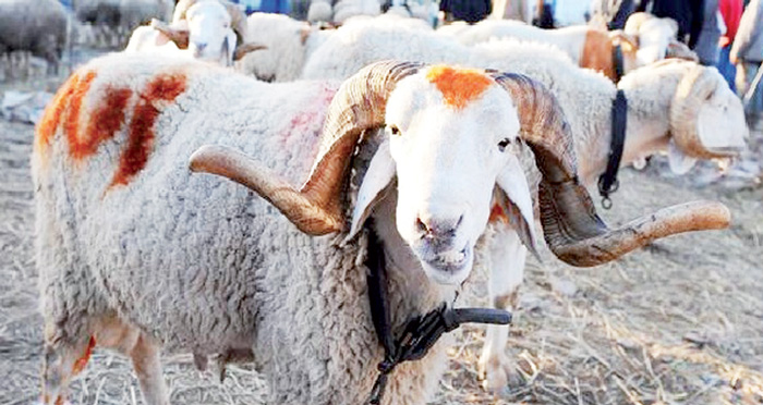 عادات استقبال عيد الأضحى المبارك بوهران