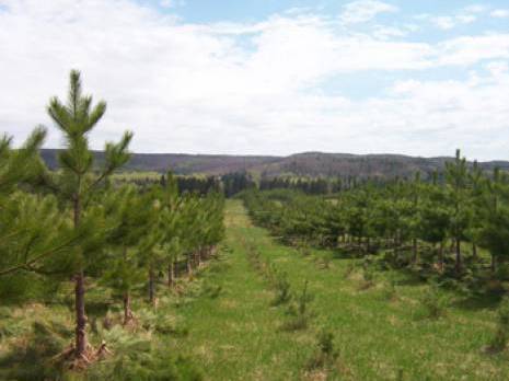 Oran - Murdjadjo: Opération de reboisement de 200 hectares