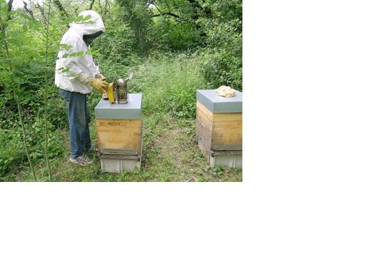 Tissemsilt - 301 petits apiculteurs en quête de formation