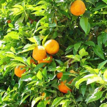 Tipasa : Les agrumes, un secteur juteux