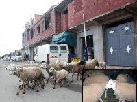 Alger, les allures d'une grande bergerie
