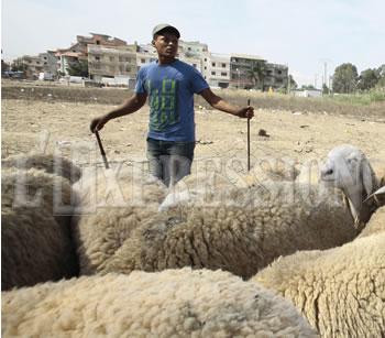 Le prix du mouton baisse
