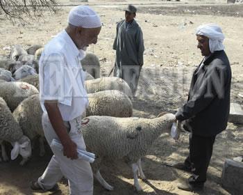 Place au mouton du dernier quart d'heure