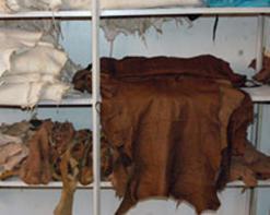 نشاطات مديرية التجارة خلال السنة المنصرمة               مراقبة 11 متعاملا اقتصاديا والترخيص بتصدير الجلود الخام ببومرداس