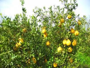 Tipasa - L'agrumiculture en débat