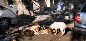 Aïn-Témouchent - Trois collégiens attaqués par un chien errant à Aïn El-Arba