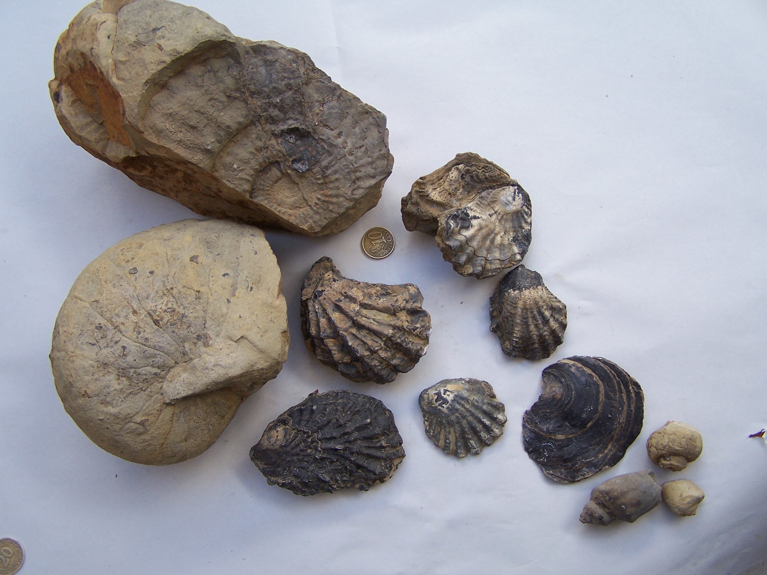 Algérie - L'urgence d'un plan national pour sa sauvegarde: Patrimoine scientifique en péril