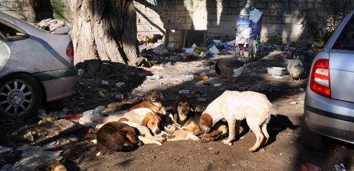 Aïn-Témouchent - Trois collégiens attaqués par un chien errant à Aïn El-Arba