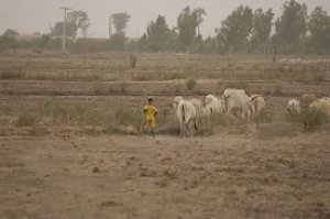 FFS denonce le malaise des habitants de Metairia- BOUKADIR (CHLEF)