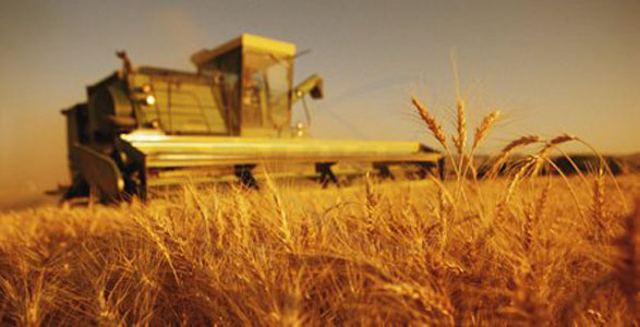 Algérie - Pour améliorer et intensifier la production locale de blé: La filière céréalière s'organise