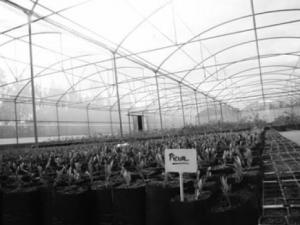 Miracle dans les plaines de Aïn Yagout