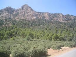 dans la commune ZEBOUDJA la Forêt de Bissa : un vrai sanctuaire écologique