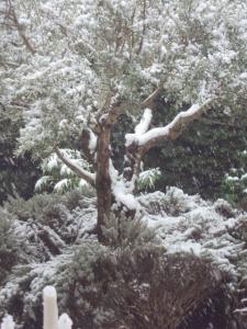 Maâtkas - La neige a fait d'importants dégâts sur la flore: Des oliviers centenaires à terre