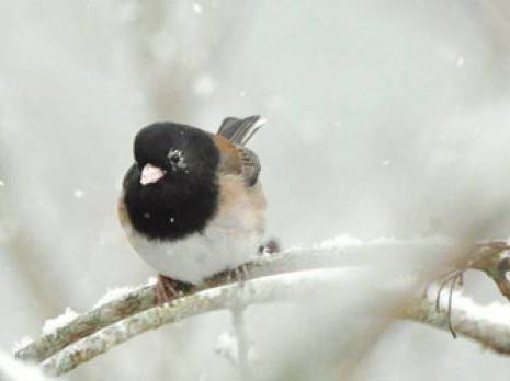 Planète - Les animaux aussi souffrent du froid