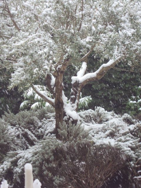 Maâtkas - La neige a fait d'importants dégâts sur la flore: Des oliviers centenaires à terre