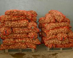 في انتظار وصول محاصيل ولاية الوادي               وزارة الفلاحة تفرج عن أطنان  من البطاطا وتسقف السعر بـ50 دج