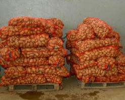 في انتظار وصول محاصيل ولاية الوادي               وزارة الفلاحة تفرج عن أطنان  من البطاطا وتسقف السعر بـ50 دج