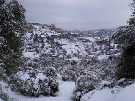 Neige et baisse de température: Menace sur l'olivier à Tizi Ouzou