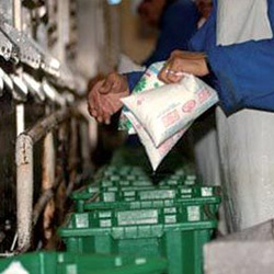 Une commission technique consultative pour développer la filière lait à Souk Ahras