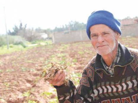 Après les dernières intempéries dans la région de Mostaganem: Plusieurs milliers d'hectares de pomme de terre décimés par le gel